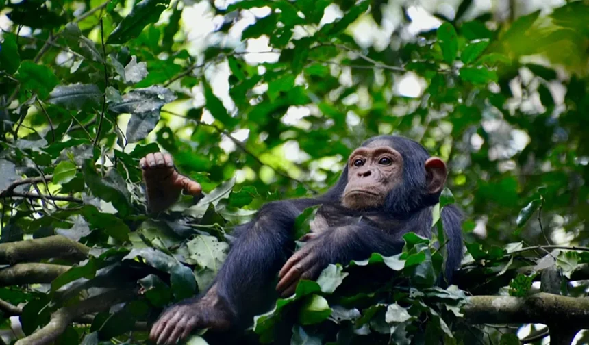 144 bebek öldürüldü