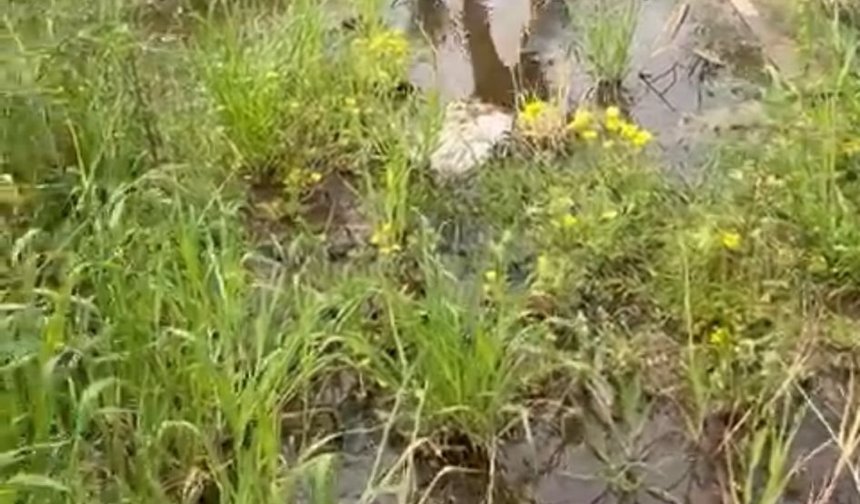 Lefke Çevre ve Ekoloji Derneği: "Çevrenin korunması, yalnızca kurumların değil tüm bireylerin ortak sorumluluğu"