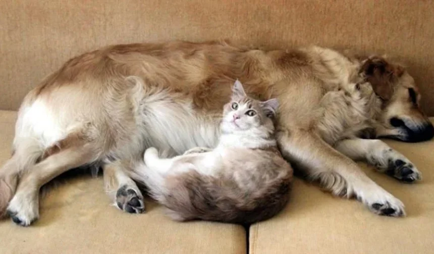 Avrupa Birliği kedi ve köpeklere 'akraba çiftleşmesi'ni yasaklıyor