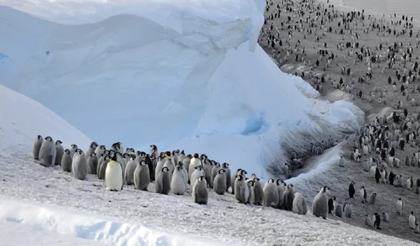 İki Antarktika türünün nesli artık tehlikede: 'Kril popülasyonu artabilir'