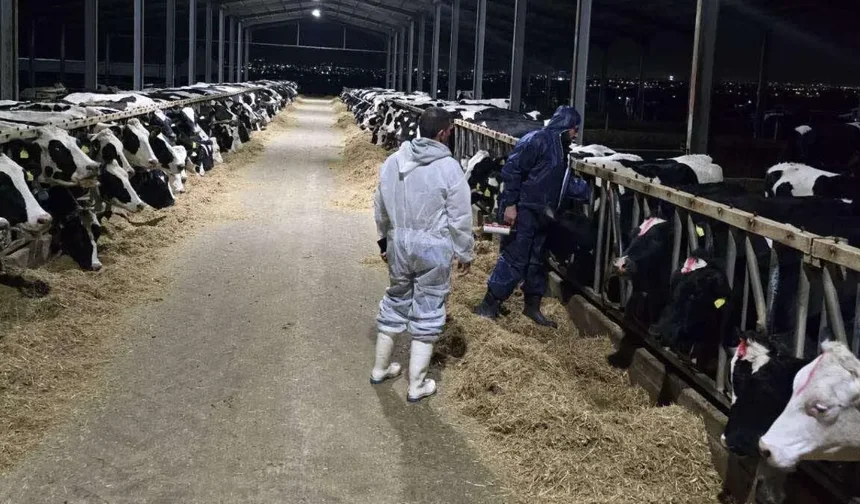 Dün eylem yapan Rum hayvancılar Rizoelia çemberini kapattı....Şap hastalığıyla ilgili gelişmeler...