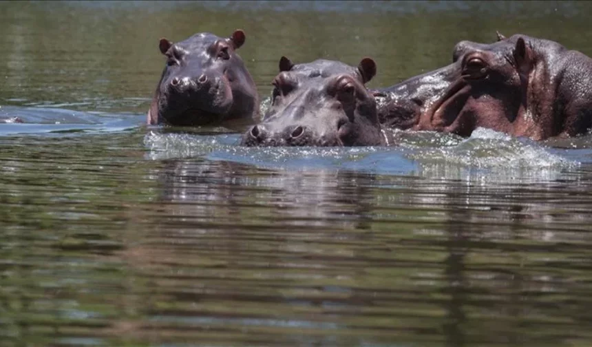 Kolombiya Pablo Escobar 'yadigarı' su aygırlarını öldürecek