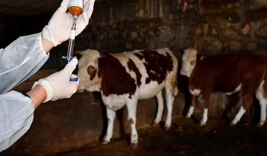 Şap hastalığı yayılıyor...Yedi çiftlikte daha hastalık tespit edildi