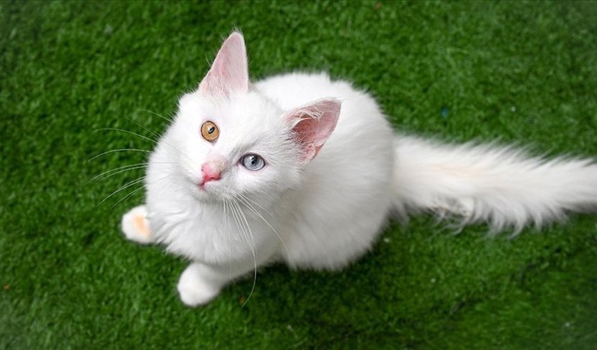 Altın Patiler Derneği'nden Alayköy'de zehir uyarısı: Kediler hedef alınıyor!