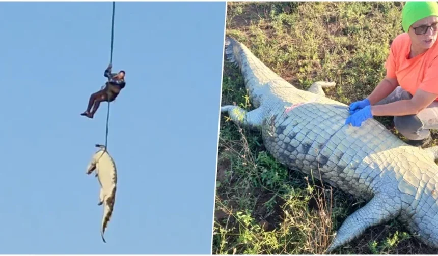 Helikopterle çıkarılan timsah: İşadamını yediği doğrulandı