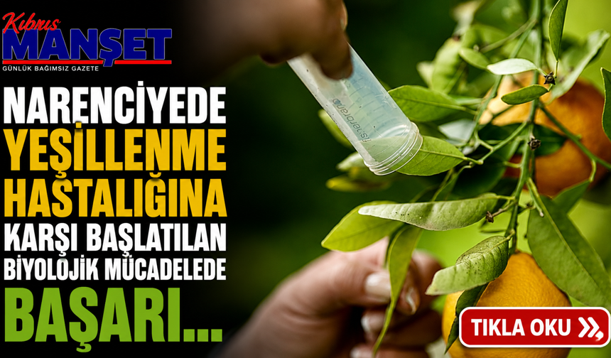 Narenciyede yeşillenme hastalığına karşı başlatılan biyolojik mücadelede başarı...