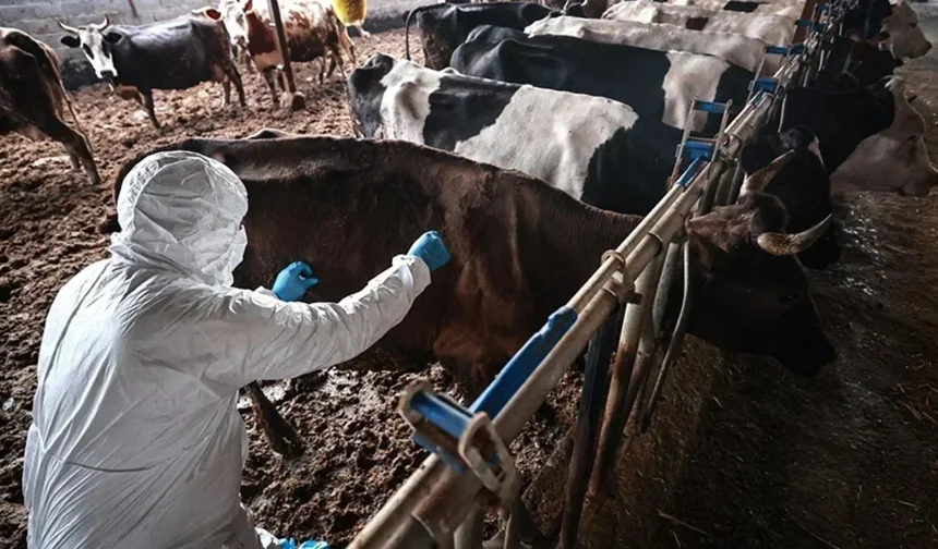 Şap için Yunanistan’la ortak çalışma grubu