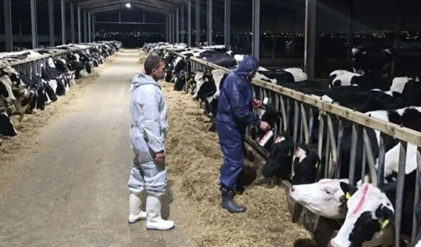 Şap hastalığının yayılması endişelere yol açtı