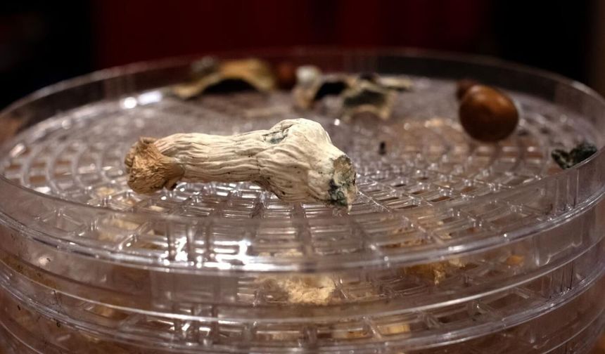 Sihirli mantardaki madde, ilerlemiş demansın semptomlarını tersine çevirdi