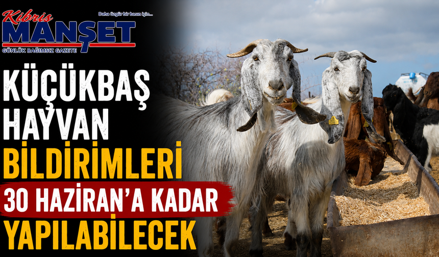 Küçükbaş hayvan bildirimleri 30 Haziran'a kadar yapılabilecek