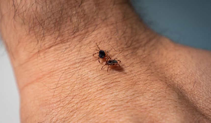 Vücuda tutunan keneye "çıplak elle dokunmayın" uyarısı