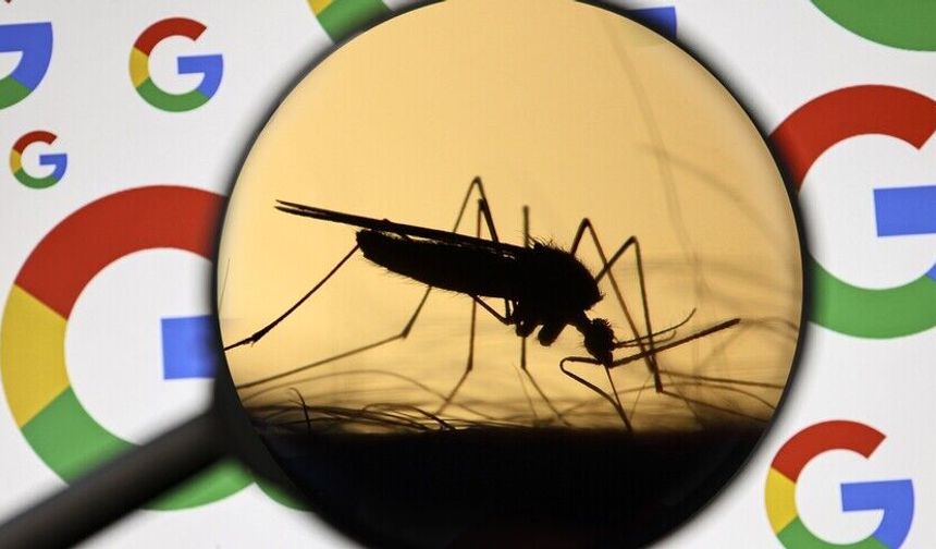 Google, ABD'de hastalıkları engellemek için 32 milyon "kısır sivrisineği" doğaya salmayı planlıyor