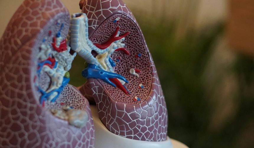 Uzmanlar ciğerlere iyi gelen vitaminleri açıkladı