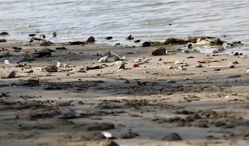 Avrupa'nın ikinci uzun nehri Tuna'da kuraklığın etkisi giderek büyüyor