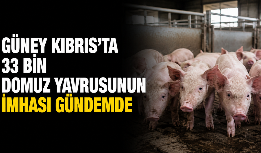 Güney Kıbrıs'ta 33 bin domuz yavrusunun imhası gündemde