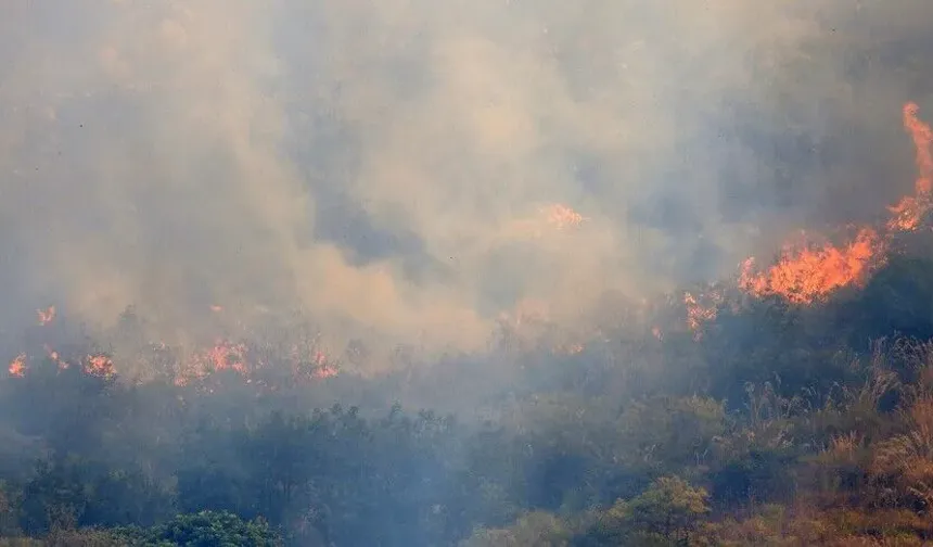 WWF: İtalya'da bu yaz çıkan orman yangınlarında 70 bin hektar alan kül oldu