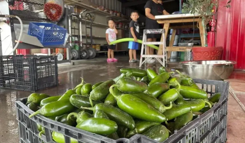 ABD'de salmonella salgını 27 eyalete yayıldı.. Salgının sebebi jalapeno biberleri olarak gösteriliyor