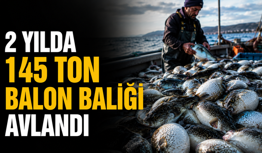 2 yılda 145 ton balon balığı avlandı