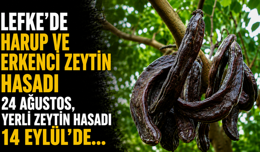 Lefke’de harup ve erkenci zeytin hasadı 24 Ağustos, yerli zeytin hasadı 14 Eylül’de...