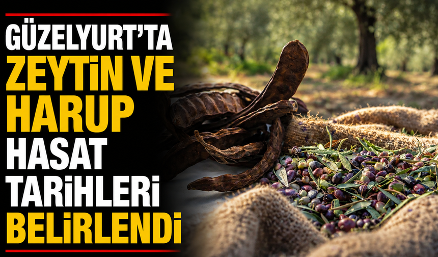 Güzelyurt'ta zeytin ve harup hasat tarihleri belirlendi