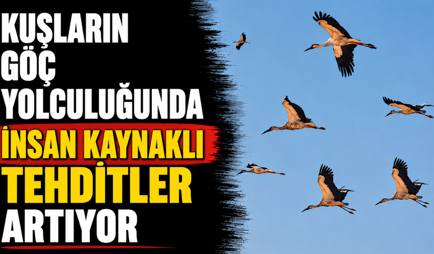 Kuşların göç yolculuğunda insan kaynaklı tehditler artıyor