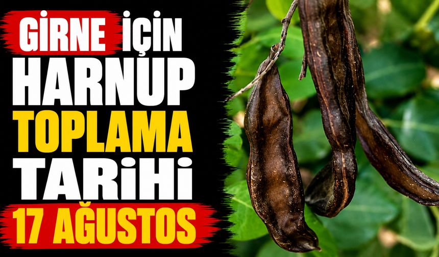 Girne için harnup toplama tarihi 17 Ağustos