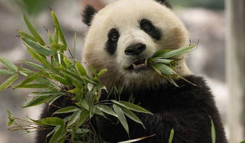 Şi'nin ziyaretinin ardından ABD'ye gönderilmesine karar verilen 2 panda yola çıktı