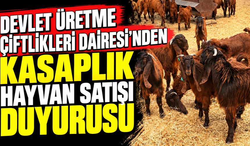 Devlet Üretme Çiftlikleri Dairesi’nden kasaplık hayvan satışı duyurusu