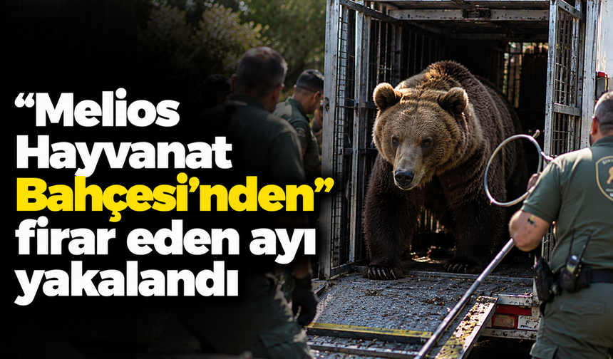 “Melios Hayvanat Bahçesi’nden” firar eden ayı yakalandı