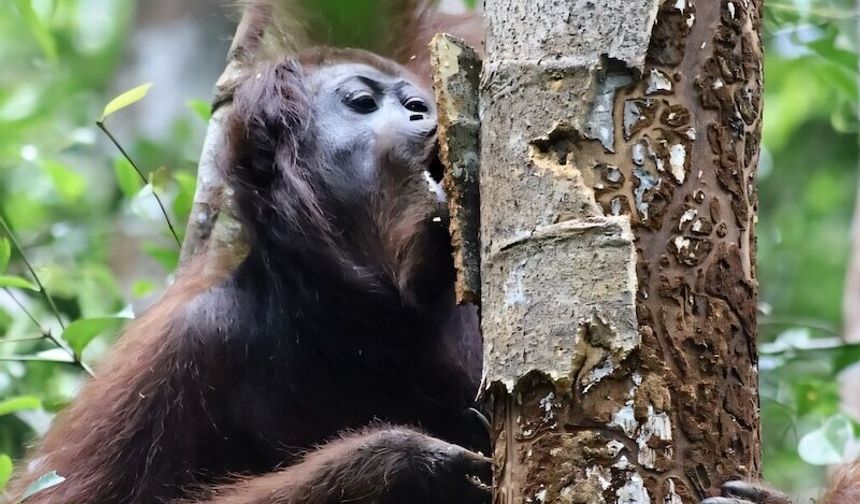 Endonezya'da nesli tehlike altındaki 46 Borneo orangutanı orman yangınlarından kurtarıldı