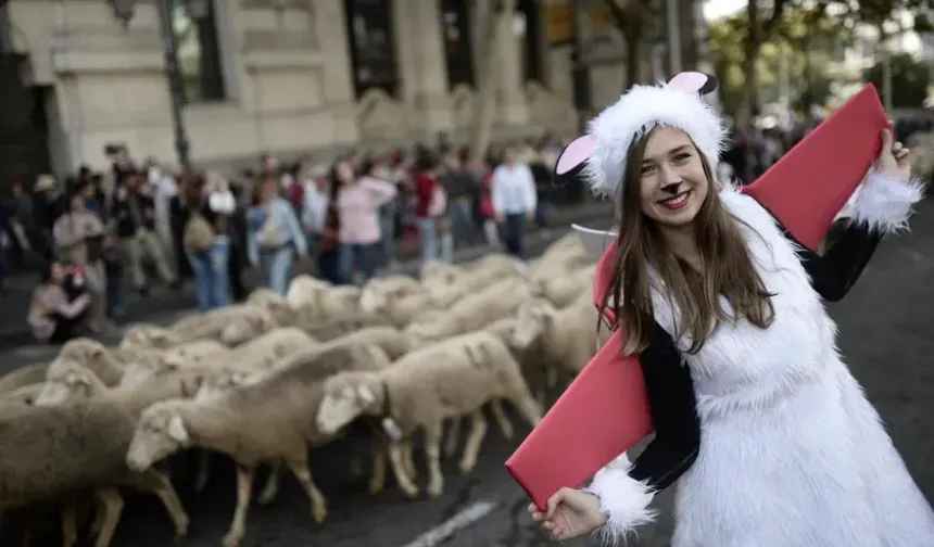 Madrid'in ünlü şenliğinde 1000'den fazla koyun kent merkezinde yürüdü