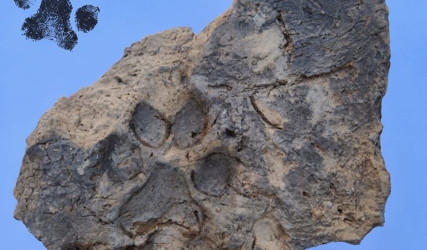 Tavşanlı Höyük kazılarında yaklaşık 4 bin yıllık pati izleri bulundu