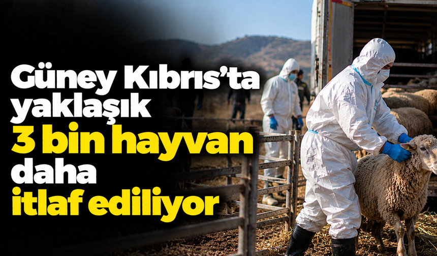 Güney Kıbrıs’ta yaklaşık 3 bin hayvan daha itlaf ediliyor