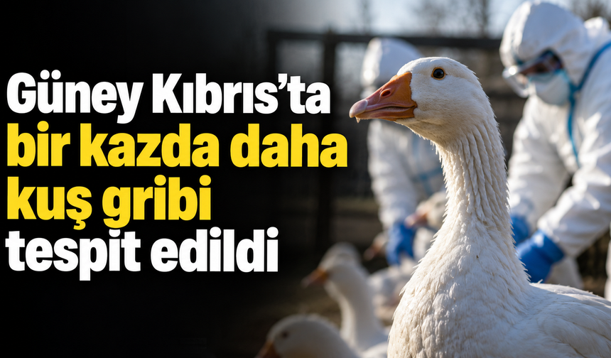 Güney Kıbrıs’ta bir kazda daha kuş gribi tespit edildi