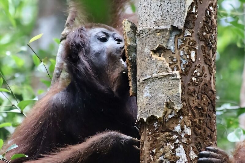 Endonezya'da nesli tehlike altındaki 46 Borneo orangutanı orman yangınlarından kurtarıldı